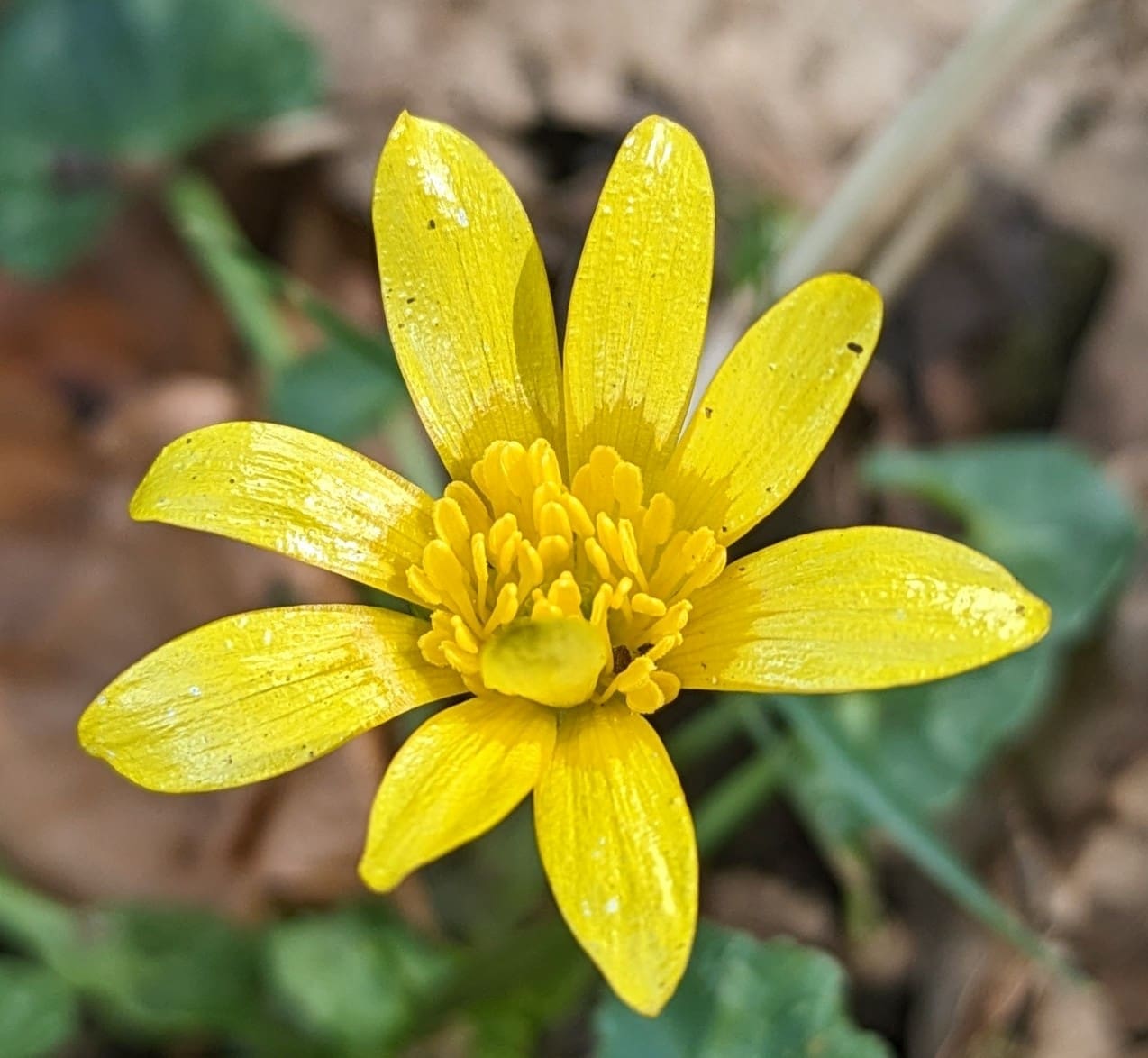 A Glimpse of Renewal and Transition - Februarys Photo Challenge - Celandine
