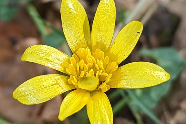 A Glimpse of Renewal and Transition – Februarys Photo Challenge