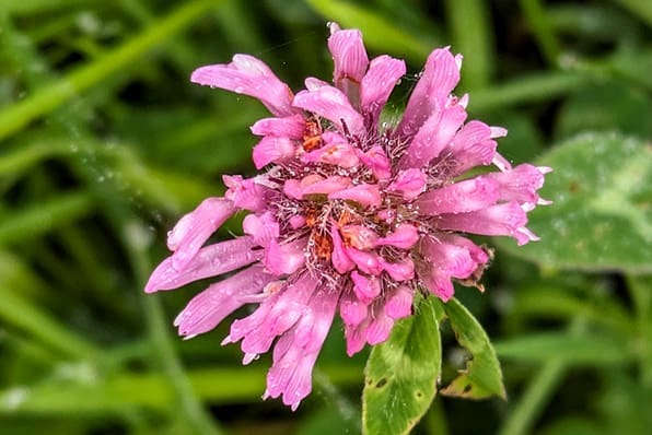 Pink Clover, Mays Blog image