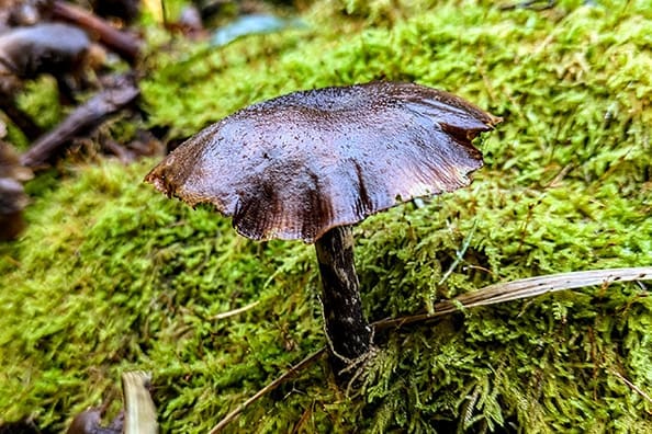 October’s Nature Walk: Mushrooms, Mutts, and the Marvels of a UK Autumn