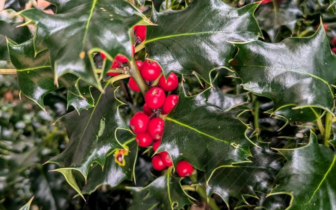 November in the Woods: Almost There