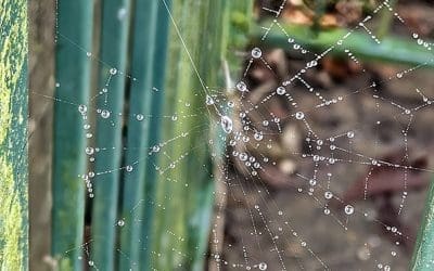 December Nature – Challenge Culmination